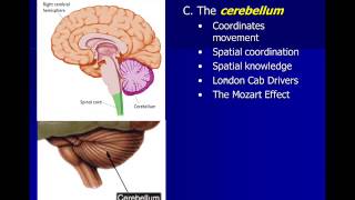 Neuroscience Subcortical Structures [upl. by Otho999]