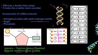 Grade 12 Life Sciences DNA The Code of Life Part 1 [upl. by Annayd730]