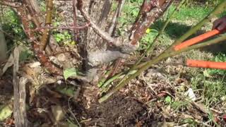 How to remove rootstock from a rose bush Brian Wagner demonstrates how [upl. by Searle]