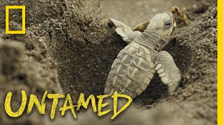 Surviving Sea Turtles  Untamed [upl. by Belicia39]