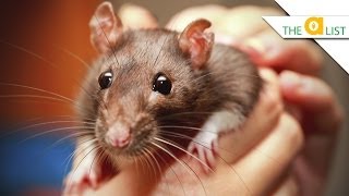 5 Fascinating Facts About Rats [upl. by Jemimah]