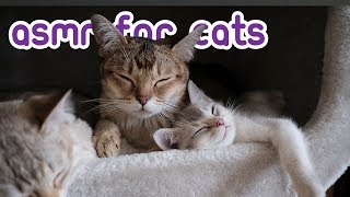 Calming Music For Cats  3 Hours of Feline ASMR [upl. by Drazze]