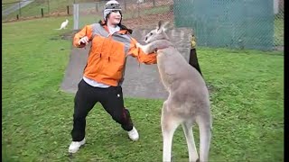 Kangaroo vs Human Kangaroo attacking [upl. by Ailec433]