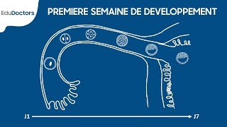 Première semaine de développement embryonnaire  Embryologie Générale [upl. by Seppala]