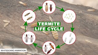 THE LIFE CYCLE OF THE TERMITE [upl. by Inalaeham]