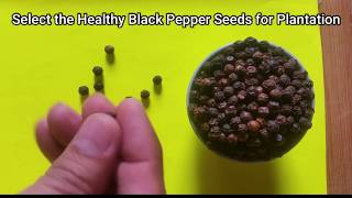 How to Plant Black Pepper Piper Nigrum from Seeds at Home [upl. by Lan879]