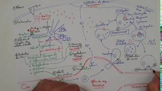 eSVT La réaction inflammatoire ou réaction immunitaire innée [upl. by Eiramllij]