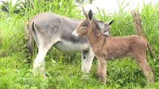 Finca La Guaria Criadero de Burros y Mulas parte 1 [upl. by Riancho]