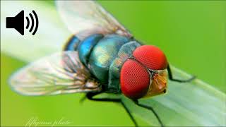 Housefly Sound Effect [upl. by Pamela]