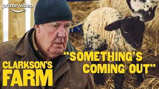 Jeremy Clarkson is Disgusted and Amazed at Sheep Birth  Clarksons Farm  The Grand Tour [upl. by Slavin]