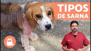 Tipos de SARNA EN PERROS [upl. by Kasper]