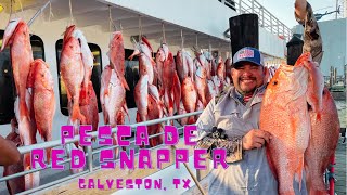 Pesca de Huachinangos Gigantes Catching BIG Red Snapper Galveston TX [upl. by Euqinue133]