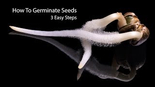 How To Germinate Seeds Fast  3 Simple Steps [upl. by Naras]