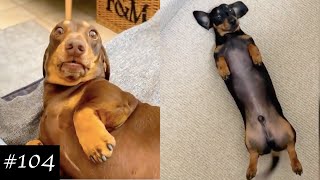 Dachshund Compilation  Funny And Cute Videos [upl. by Bryn670]