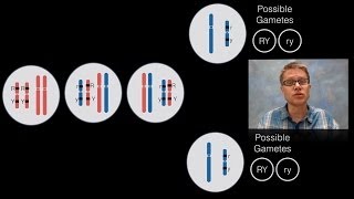 Chromosomal Inheritance [upl. by Amalberga]