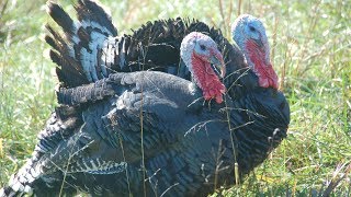 Broad Breasted Bronze Turkey  Large Colourful Robust [upl. by Kcirdor]