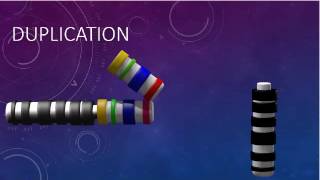 CHROMOSOMAL STRUCTURE DELETIONS DUPLICATIONS TRANSLOCATIONS INVERSIONS [upl. by Ynnoj982]