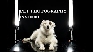 How we photograph dogs in studio  Pet Photography [upl. by Akerdnuhs774]