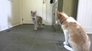 Baby Wolf Meets Border Collie Pup The Telltale Tail [upl. by Savick436]