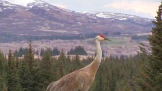 Sandhill Crane Vocalizations [upl. by Asel]