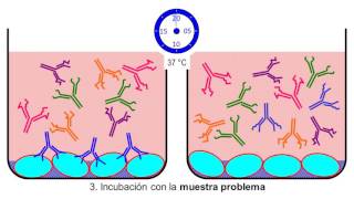 Video ELISA INDIRECTA [upl. by Fabe]