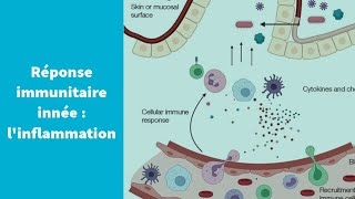 La réponse immunitaire innée  linflammation  Première Spécialité SVT [upl. by Ayo]