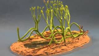 Arbuscular Mycorrhizal Fungi [upl. by Orsini]