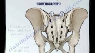 Sacrum amp Coccyx anatomy  Everything You Need To Know  Dr Nabil Ebraheim [upl. by Suilenroc]