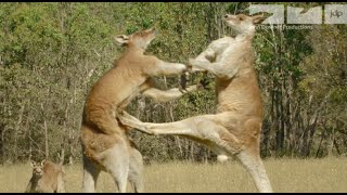 KANGAROO FIGHT [upl. by Steady]