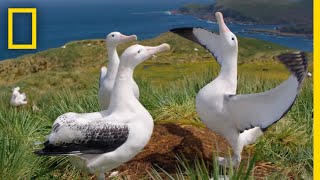 Albatrosses LifeLong Bond Begins With Elaborate Courtship – Ep 3  Wildlife Resurrection Island [upl. by Bardo]