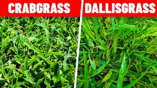 How to Kill Crabgrass and Dallisgrass in the Lawn [upl. by Kasevich]