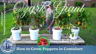 How to Grow Peppers in Containers PROGRESSION Growing Guide [upl. by Annahgiel43]