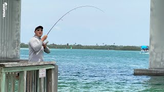 Pier Fishing UNDER a Bridge HOW TO CATCH almost EVERY SPECIES [upl. by Esyahc]