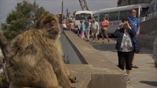 Wild monkeys in Gibraltar [upl. by Akinam]