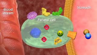 Mechanism of Action Proton Pumps Inhibitors [upl. by Berny]