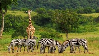 La savana  Il paradiso dei mammiferi  Documentario ITA [upl. by Axela]