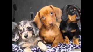 Dachshund Puppies Confused by Howling Noise [upl. by Nolyar433]