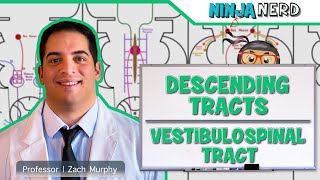 Neurology  Descending Tracts Vestibulospinal Tract [upl. by Ahseet]