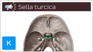 Sella turcica  Anatomical Terms Pronunciation by Kenhub [upl. by Ennayhs]