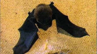 Pipistrelle bat [upl. by Aldwin348]