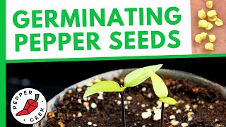 Germinating Pepper Seeds FAST  How To Plant Pepper Seeds [upl. by Ahsilla]