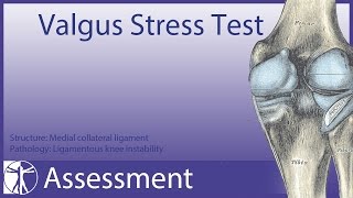 Valgus Stress Test  Medial Collateral Ligament [upl. by Azelea]