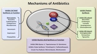 Mechanisms and Classification of Antibiotics Antibiotics  Lecture 3 [upl. by Savanna70]