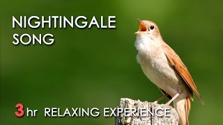 BEST NIGHTINGALE SONG  3 Hours REALTIME Nightingale Singing NO LOOP  Birdsong Birds Chirping [upl. by Eicam]