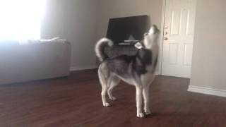 My Husky Sequoia Howling while Home Alone [upl. by Ylyl]