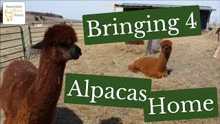 Bringing 4 Alpacas Home [upl. by Martine]