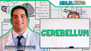 Neurology  Cerebellum Anatomy amp Function [upl. by Eilyac540]