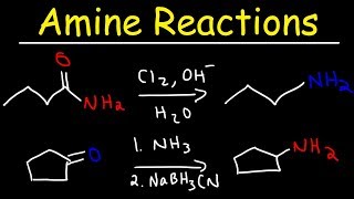 Amine Synthesis Reactions [upl. by Fokos]