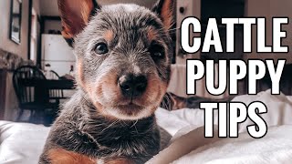 Blue Heeler Puppies  5 Things You NEED to Know [upl. by Nesral]