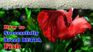 How to Breed Betta Fish  Breeding Over Halfmoon Betta [upl. by Aisatnaf]